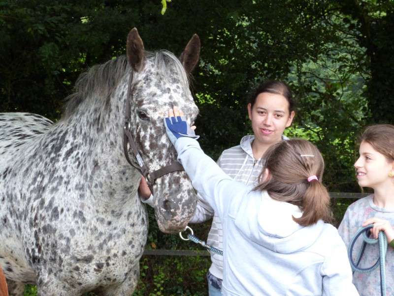 Enfants apprenant à brosser un cheval