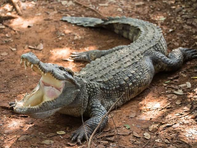 Crocodile au crocopark en colo au Maroc