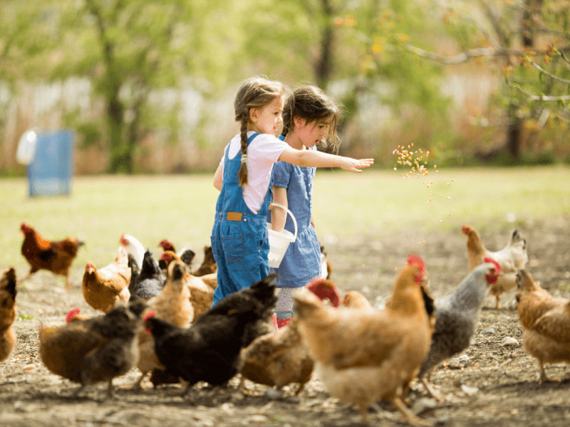 Sortie à la ferme en colo de vacances Aventuriers en herbe