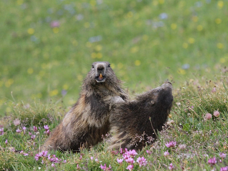 Marmotte observée en colo à la montagne 