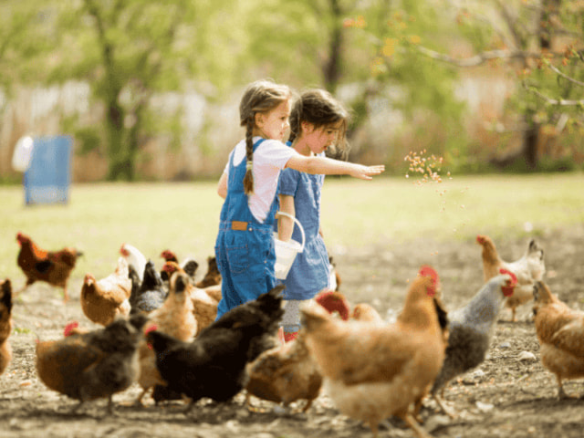 nourrir les poules en colonie de vacances à la ferme vacances scolaires automne