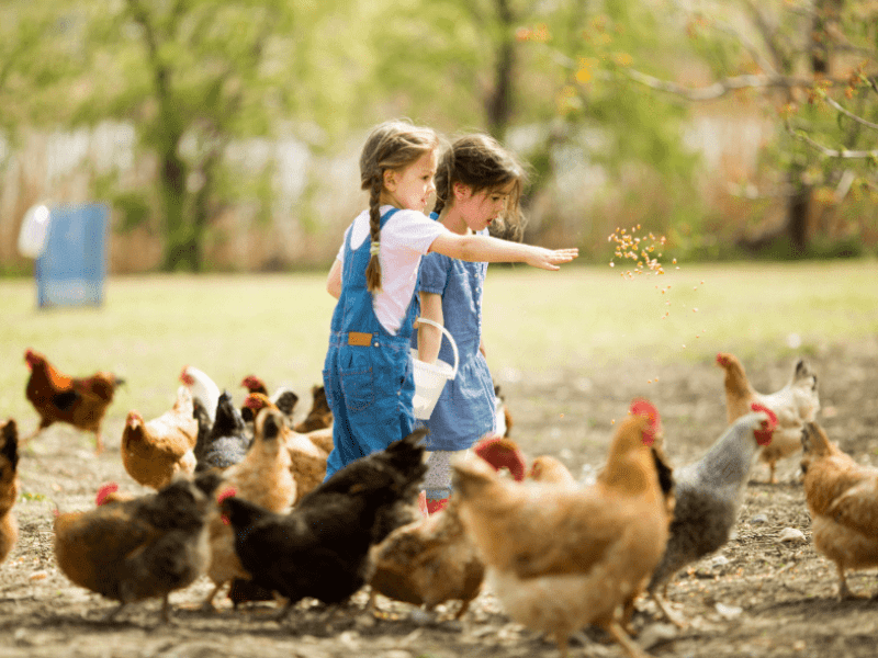 nourrir les poules en colonie de vacances à la ferme vacances scolaires automne