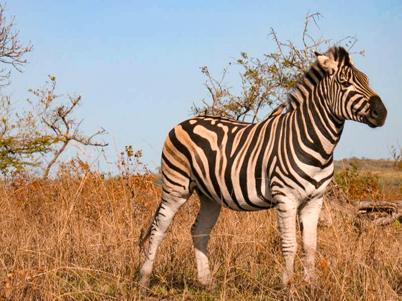 zebre safari afrique du suf voyage pour ados