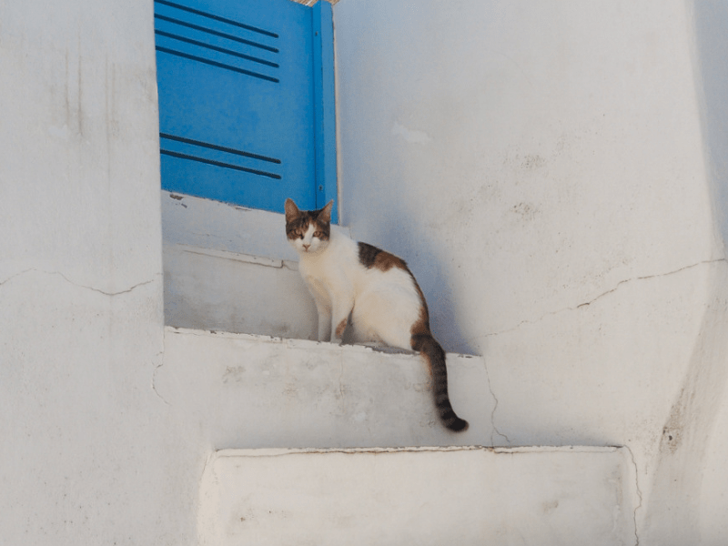 Chat grec en colonie de vacances à l'étranger à Athènes 
