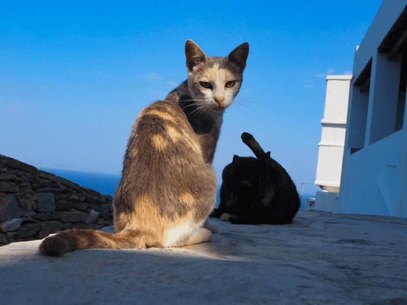 Chat en colo de vacances cet automne en Grèce dans les rues