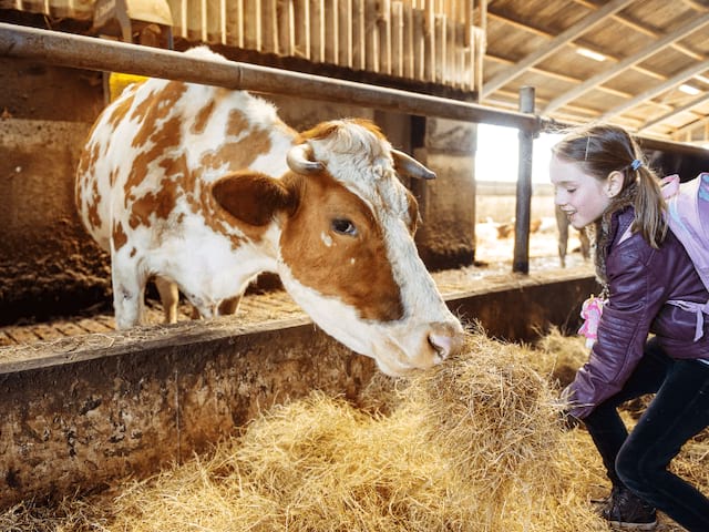 Groupe d'enfants caressant une vache