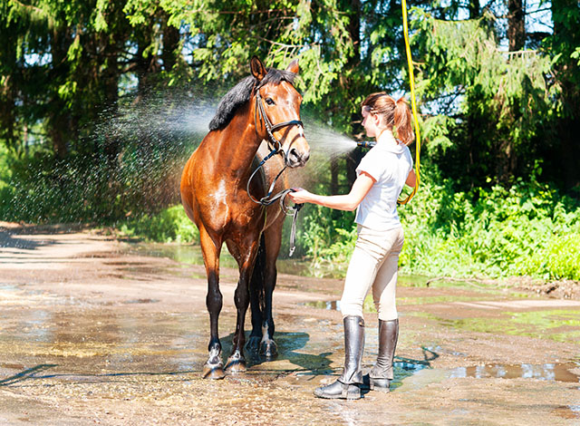 soin monture cheval jeunes en irlande toussaint