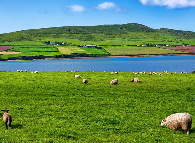 vallees irlandaises animaux colonie de vacances apprentissage linguistique automne