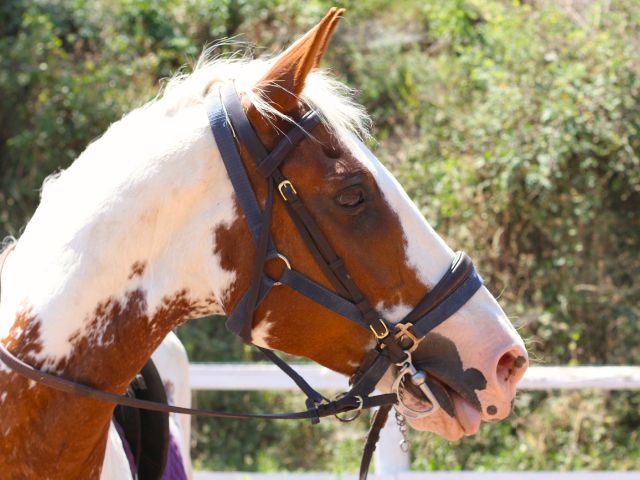 Cheval