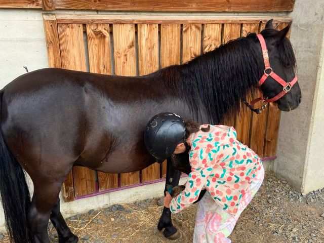 Colo equitation cet automne