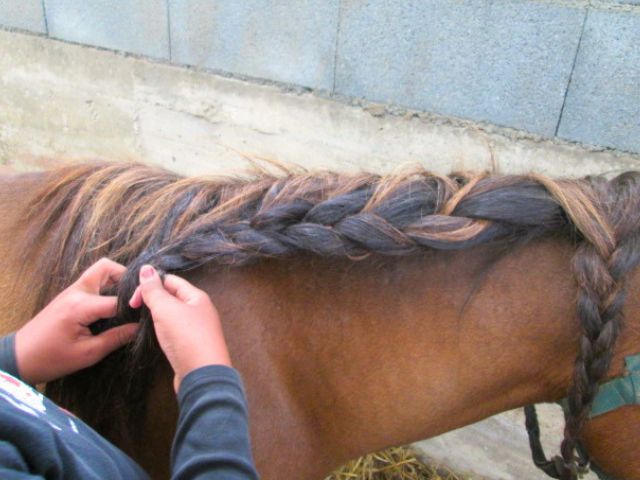 Colo equitation