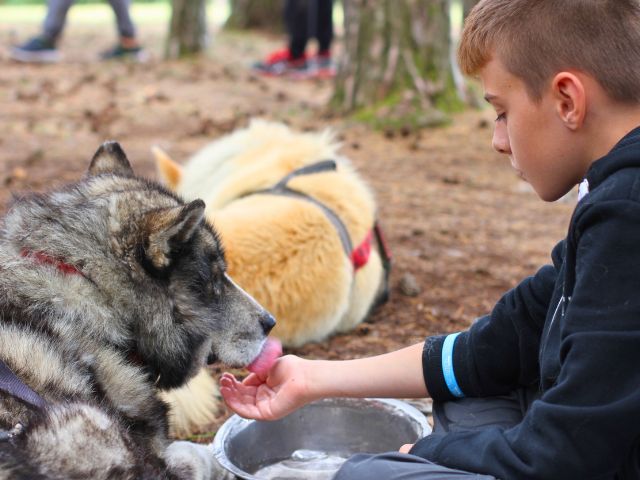 Activité cani rando en colo de vacances multi activités cet automne