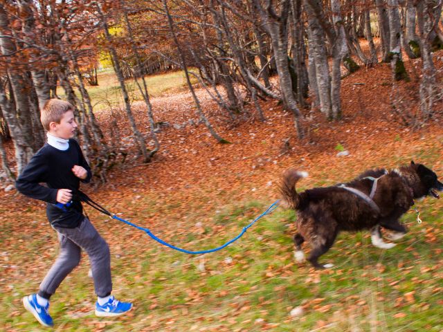 Activité cani rando cet automne en colo