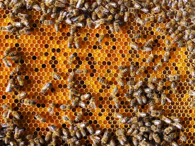 Visite de la miellerie d'Hauteluce en colonie de vacances cet automne