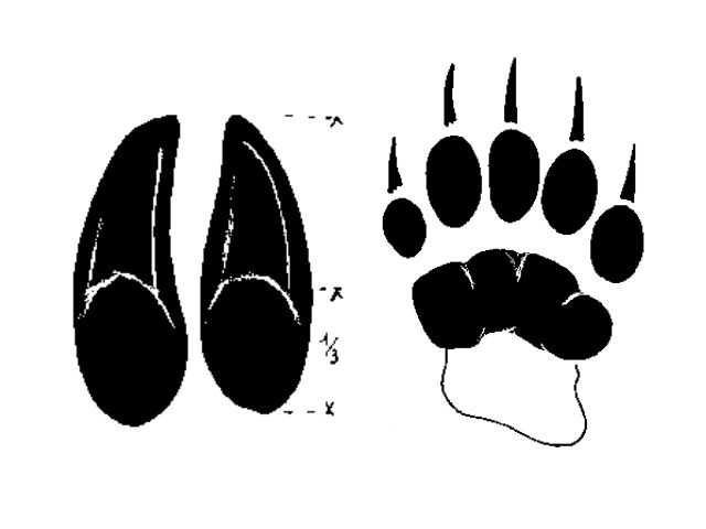Recherche de traces d'animaux cet automne en colo