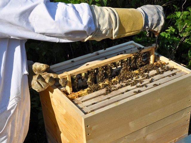 Visite de la miellerie d'Hauteluce en colonie de vacances cet automne