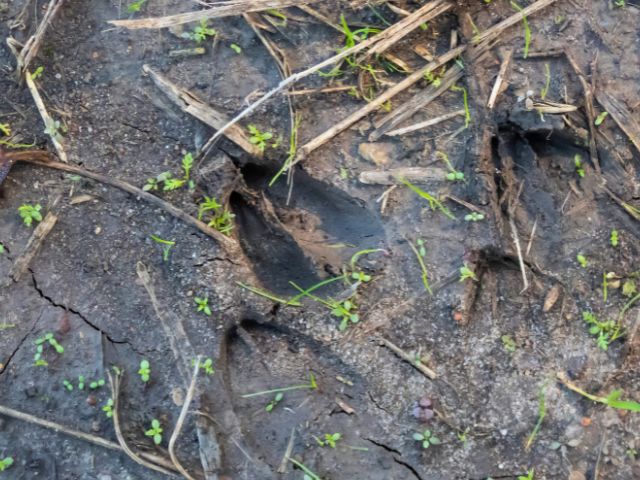 Recherche de traces d'animaux cet automne en colo