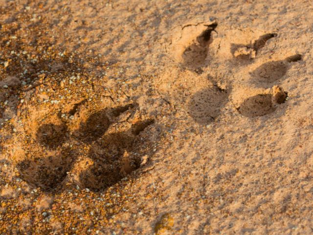 Recherche de traces d'animaux cet automne en colo