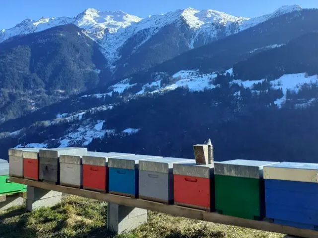 Visite de la miellerie d'Hauteluce en colonie de vacances cet automne