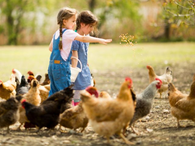 Jeunes filles qui s'amusent avec les poules en colo de vacances cet automne