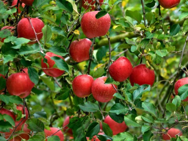 Pommier en colo de vacances cet automne