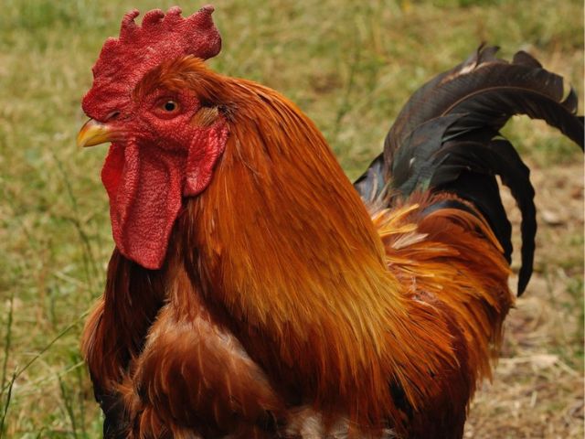 Coq à la ferme de l'escures