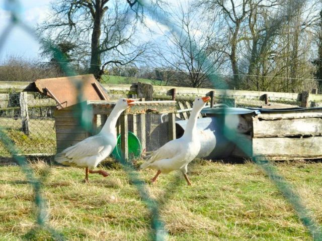Oies observées à la ferme de l'escures lors d'une colo cet automne