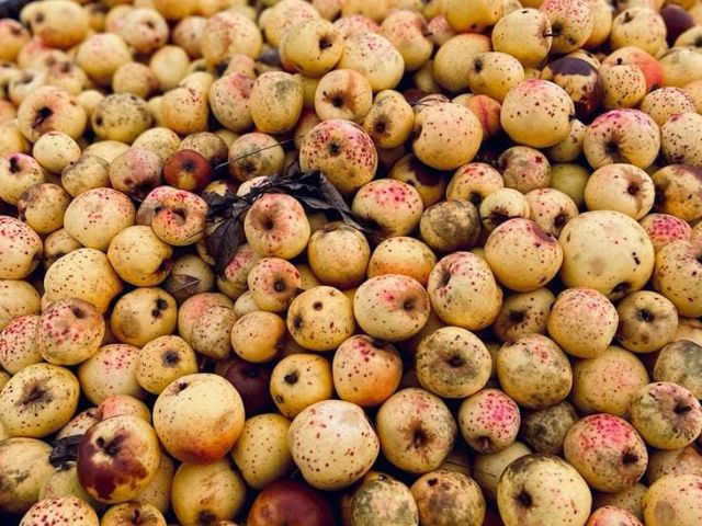 Pommes en colo de vacances à la ferme