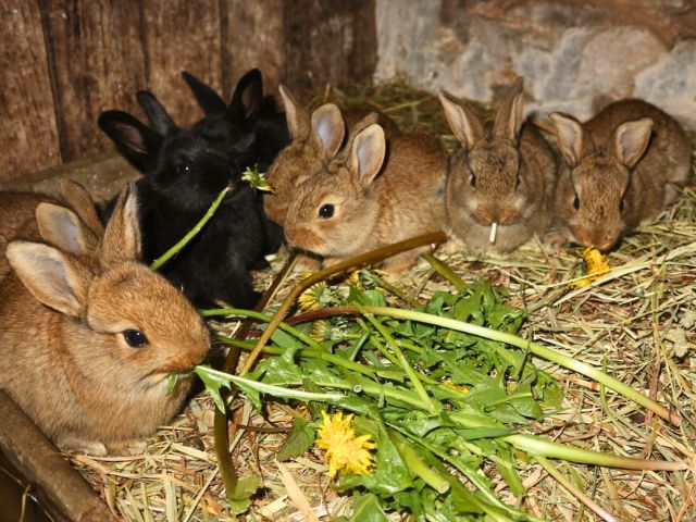 Lapins observés en colo de vacances cet automne