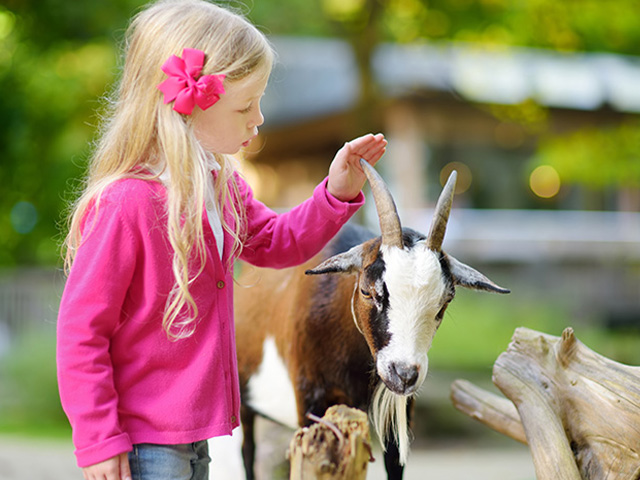 Jeune fille qui caresse une chèvre en colo de vacances à la ferme pour les 4-9 ans