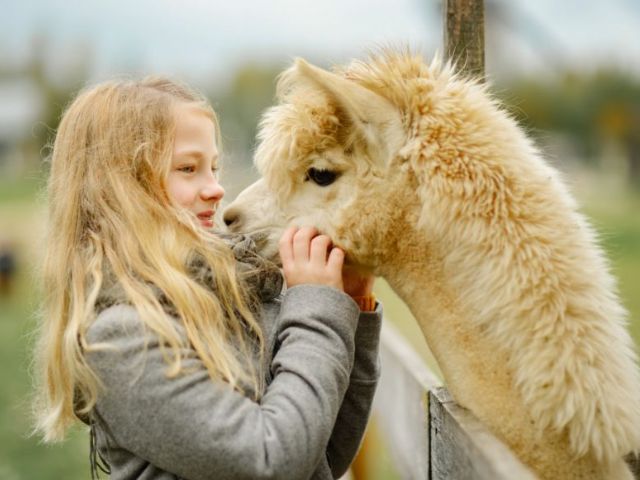 Enfant qui caresse un lama en colo de vacances à la ferme