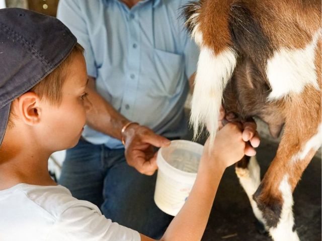 Fabrication de fromage en colo de vacances à la ferme