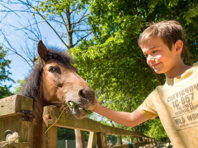 Equitation en colo de vacances à la ferme cet automne