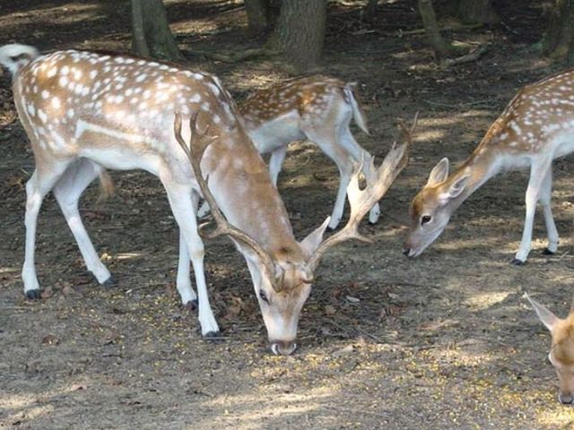 Biches en colo de vacances à la ferme cet automne