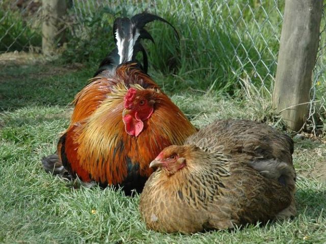 Poules à la ferme en colo de vacances cet automne