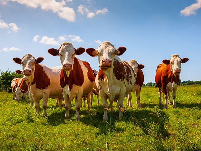 Vaches à la ferme en colo de vacances cet automne 