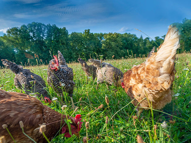 Poules à la ferme en colo de vacances cet automne