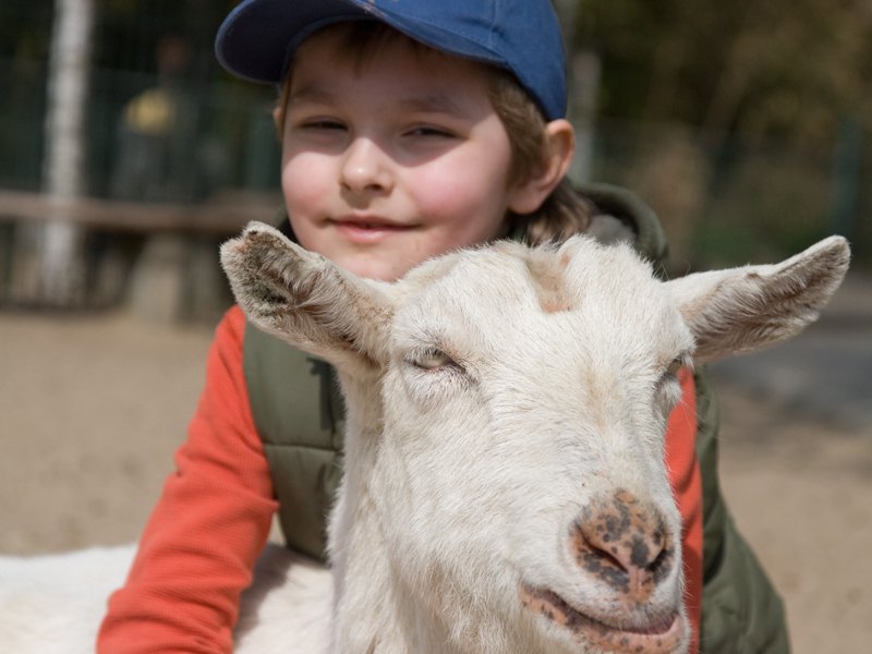 Portrait d'un enfant de 8 ans en colo avec une chèvre