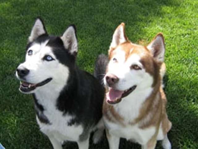 Deux chiens de race husky