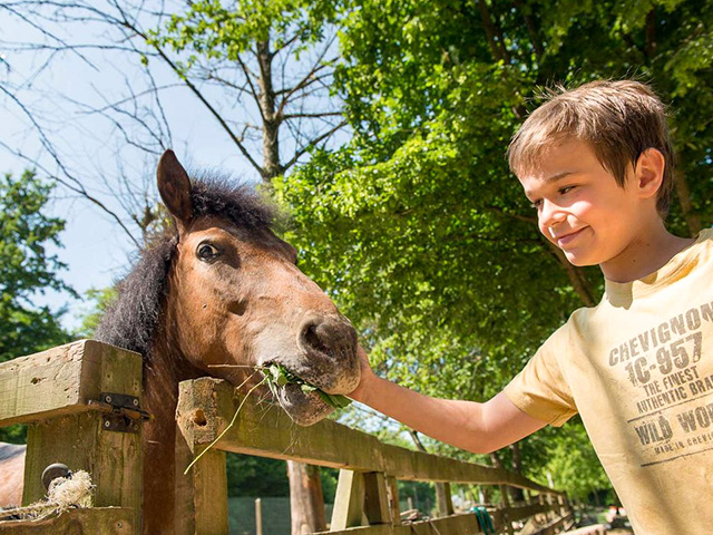 Jeune garçon en classe découverte spéciale nature cet automne
