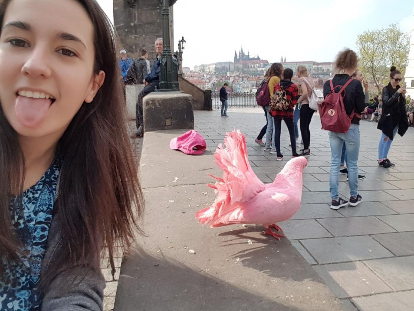Un pigeon rose à Prague