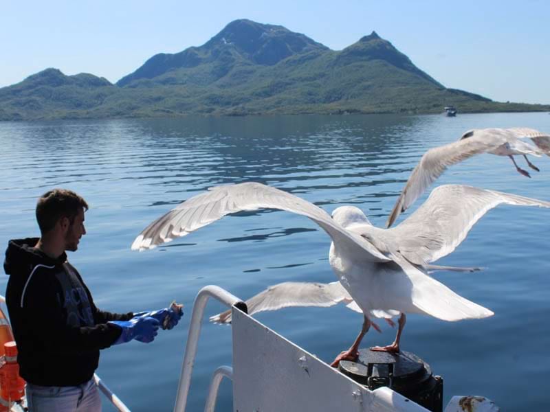 Ados nourrissant les mouettes en colonie de vacances