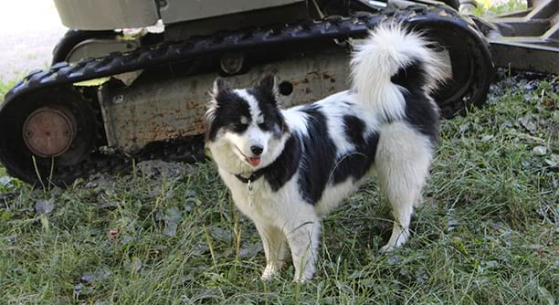 Chien venu aider les bénévoles pour les travaux du centre de vacances