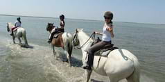 Camargue Passion