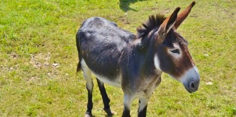 Chemin faisant, aux côtés des ânes