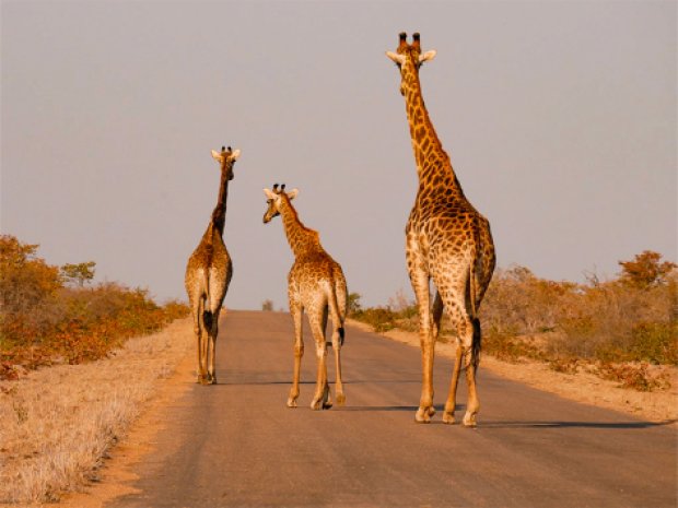 girafes en safari en afrique du sud