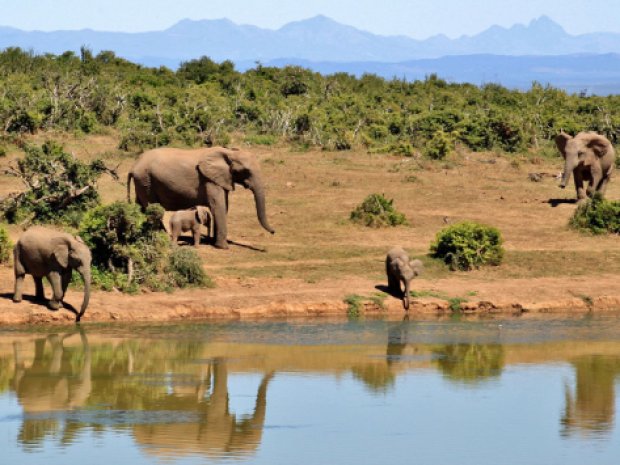 elephants safari afrique du sud bord de riviere 