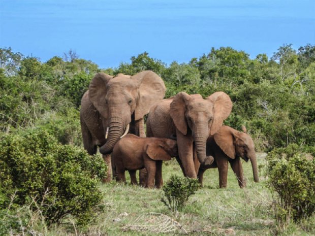 elephants afrique du sud safarai