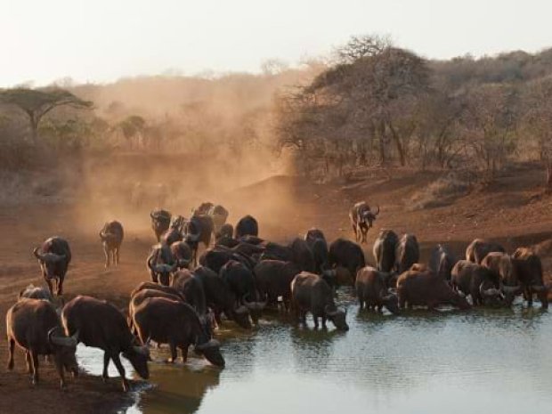 buffles afrique du sud colonie de vacances itinérante été