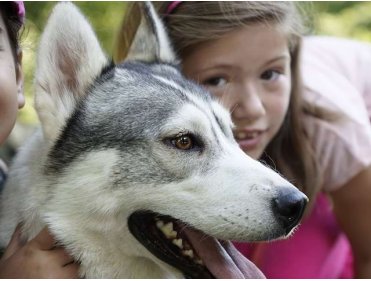 Sensation Husky
